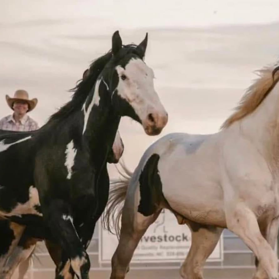 rodeologo